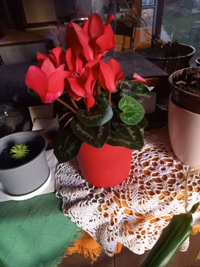 Diva među cvijećem: Vjeruje se da donosi mir i &scaron;titi od negativne energije