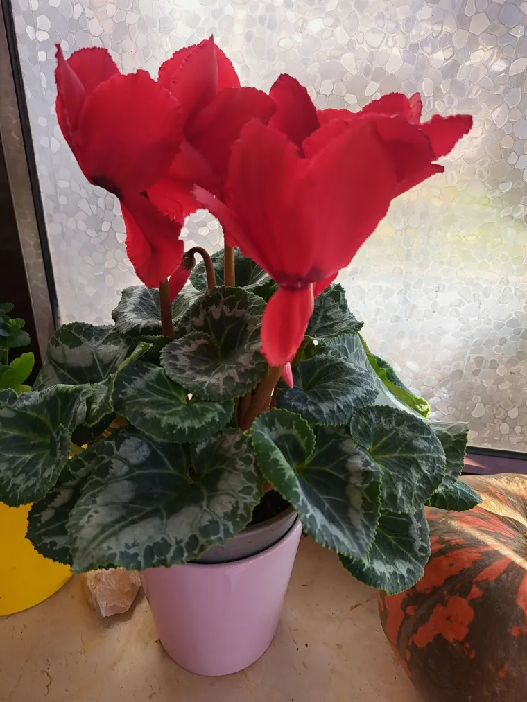 Diva među cvijećem: Vjeruje se da donosi mir i &scaron;titi od negativne energije