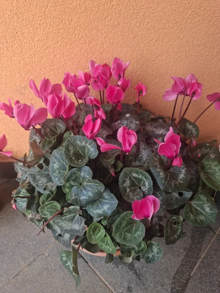 Diva među cvijećem: Vjeruje se da donosi mir i &scaron;titi od negativne energije