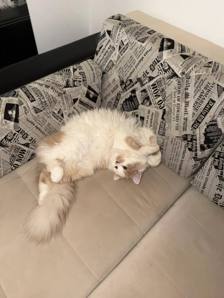 Aristokratkinja mačjeg svijeta: Ovo su va&scaron;e prekrasne perzijske mačke