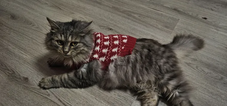 Aristokratkinja mačjeg svijeta: Ovo su va&scaron;e prekrasne perzijske mačke