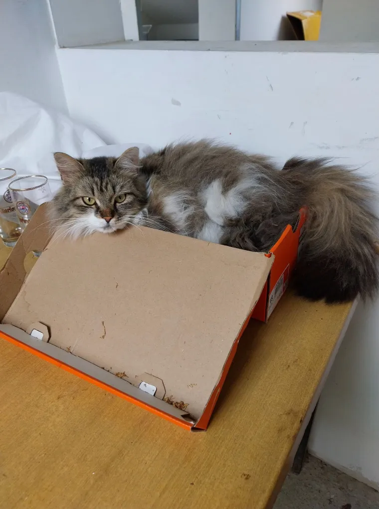 Aristokratkinja mačjeg svijeta: Ovo su va&scaron;e prekrasne perzijske mačke