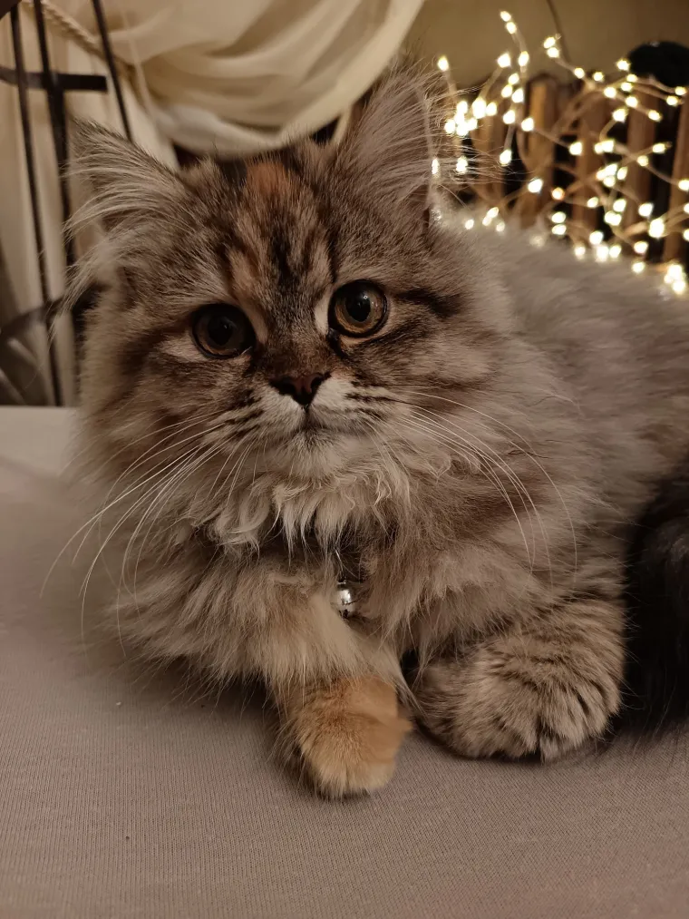 Aristokratkinja mačjeg svijeta: Ovo su va&scaron;e prekrasne perzijske mačke