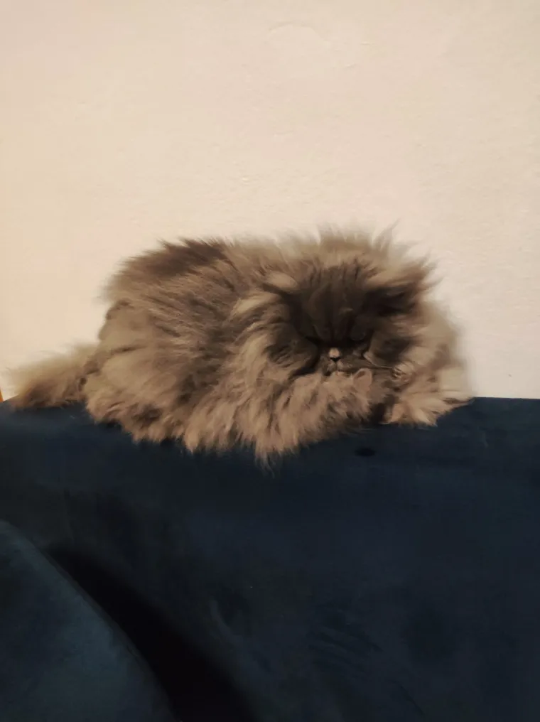 Aristokratkinja mačjeg svijeta: Ovo su va&scaron;e prekrasne perzijske mačke