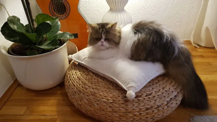 Aristokratkinja mačjeg svijeta: Ovo su va&scaron;e prekrasne perzijske mačke