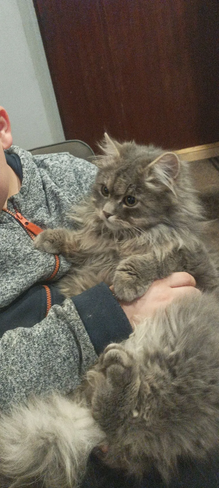 Aristokratkinja mačjeg svijeta: Ovo su va&scaron;e prekrasne perzijske mačke