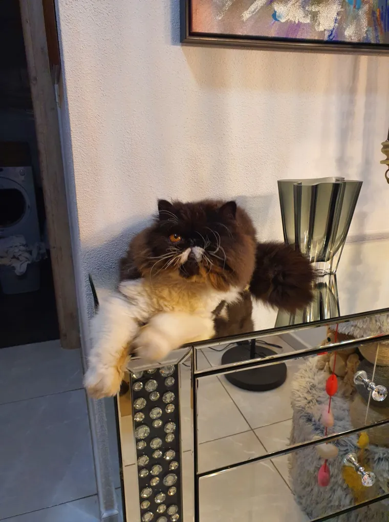 Aristokratkinja mačjeg svijeta: Ovo su va&scaron;e prekrasne perzijske mačke