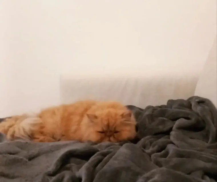 Aristokratkinja mačjeg svijeta: Ovo su va&scaron;e prekrasne perzijske mačke