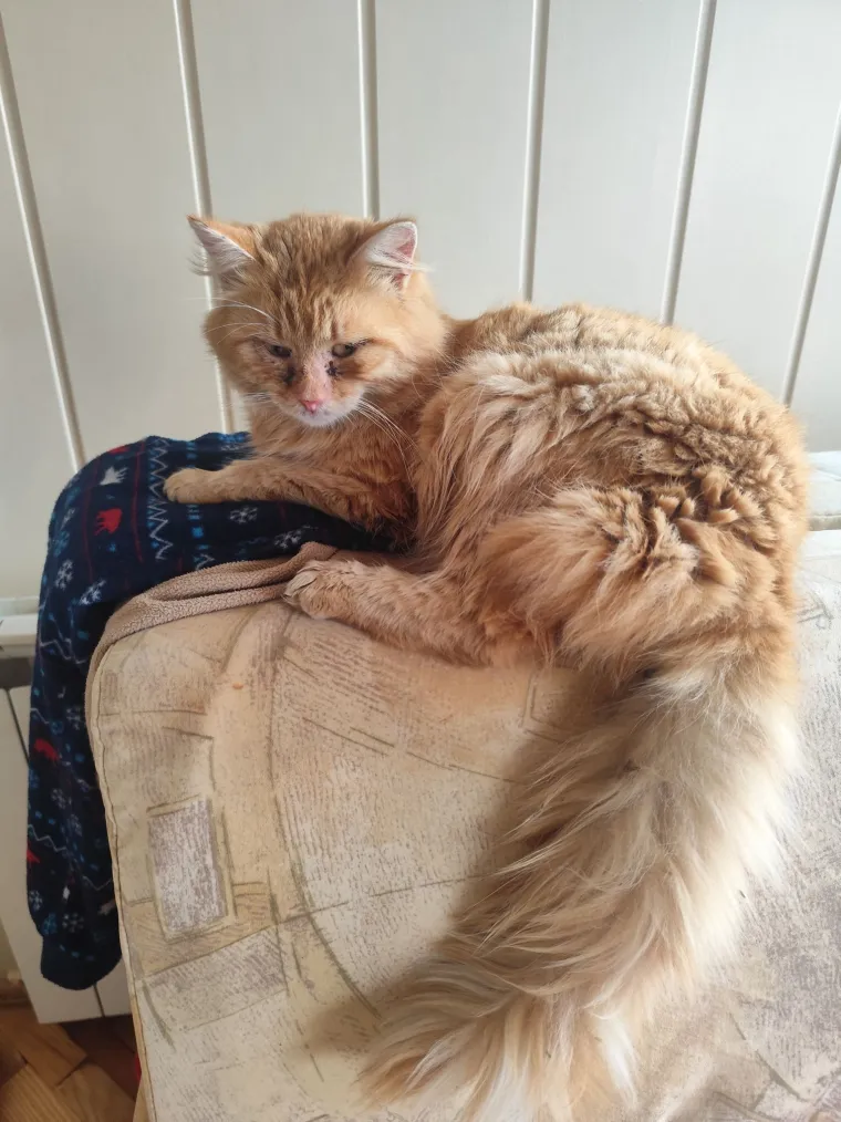 Aristokratkinja mačjeg svijeta: Ovo su va&scaron;e prekrasne perzijske mačke