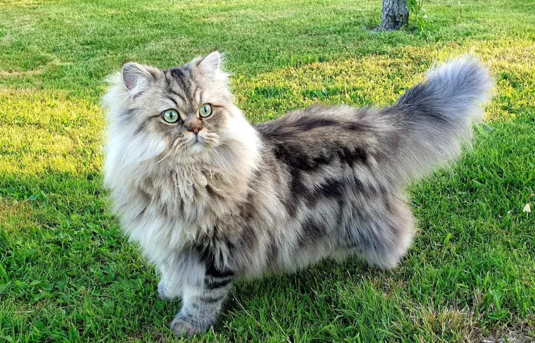 Aristokratkinja mačjeg svijeta: Ovo su va&scaron;e prekrasne perzijske mačke