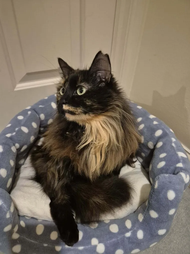 Aristokratkinja mačjeg svijeta: Ovo su va&scaron;e prekrasne perzijske mačke