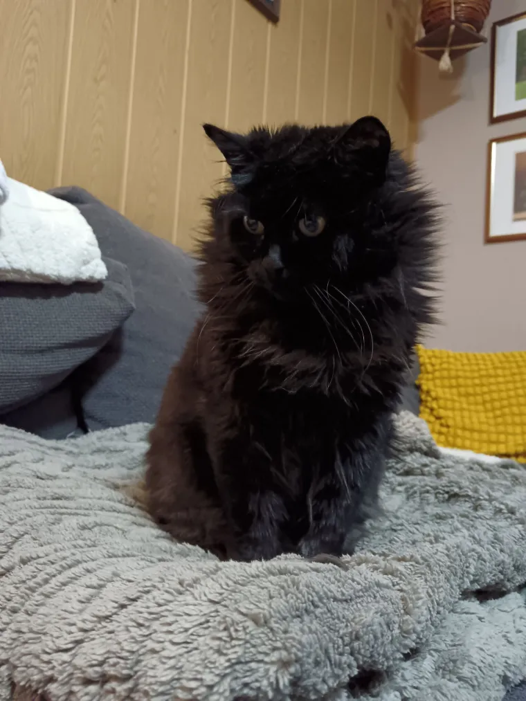 Aristokratkinja mačjeg svijeta: Ovo su va&scaron;e prekrasne perzijske mačke