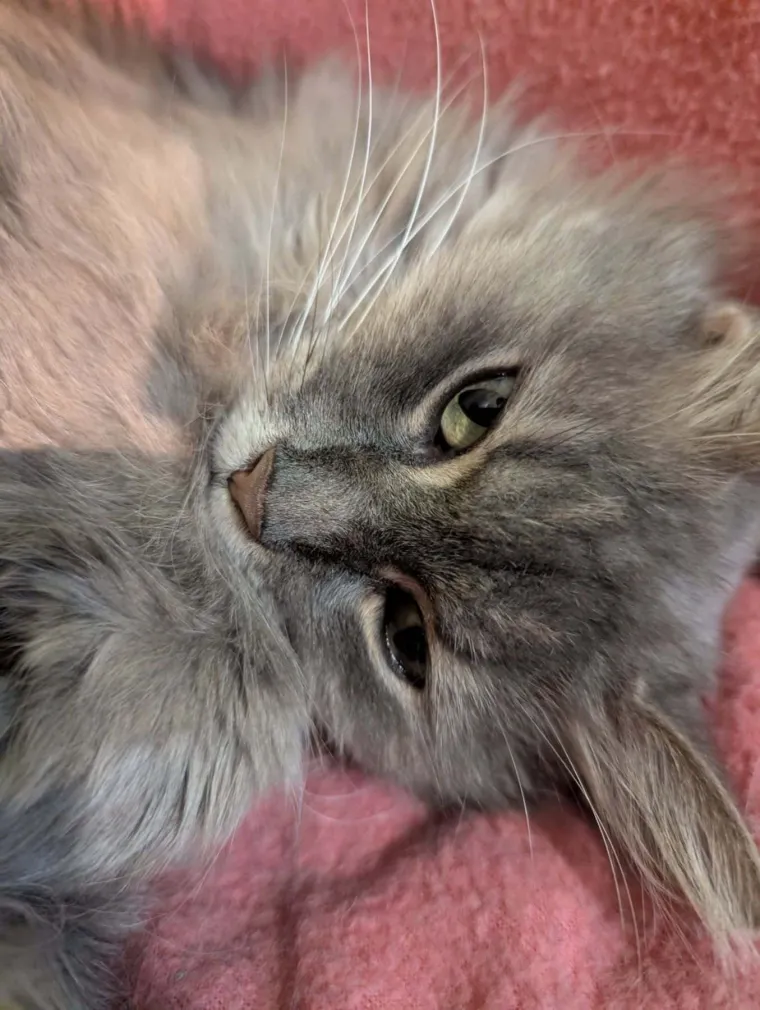 Aristokratkinja mačjeg svijeta: Ovo su va&scaron;e prekrasne perzijske mačke