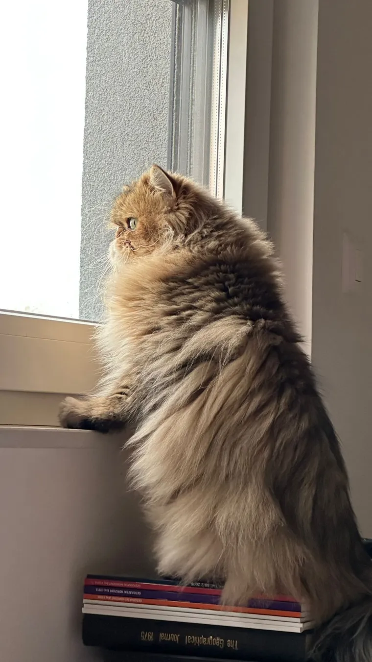 Aristokratkinja mačjeg svijeta: Ovo su va&scaron;e prekrasne perzijske mačke