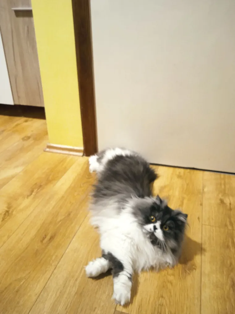 Aristokratkinja mačjeg svijeta: Ovo su va&scaron;e prekrasne perzijske mačke