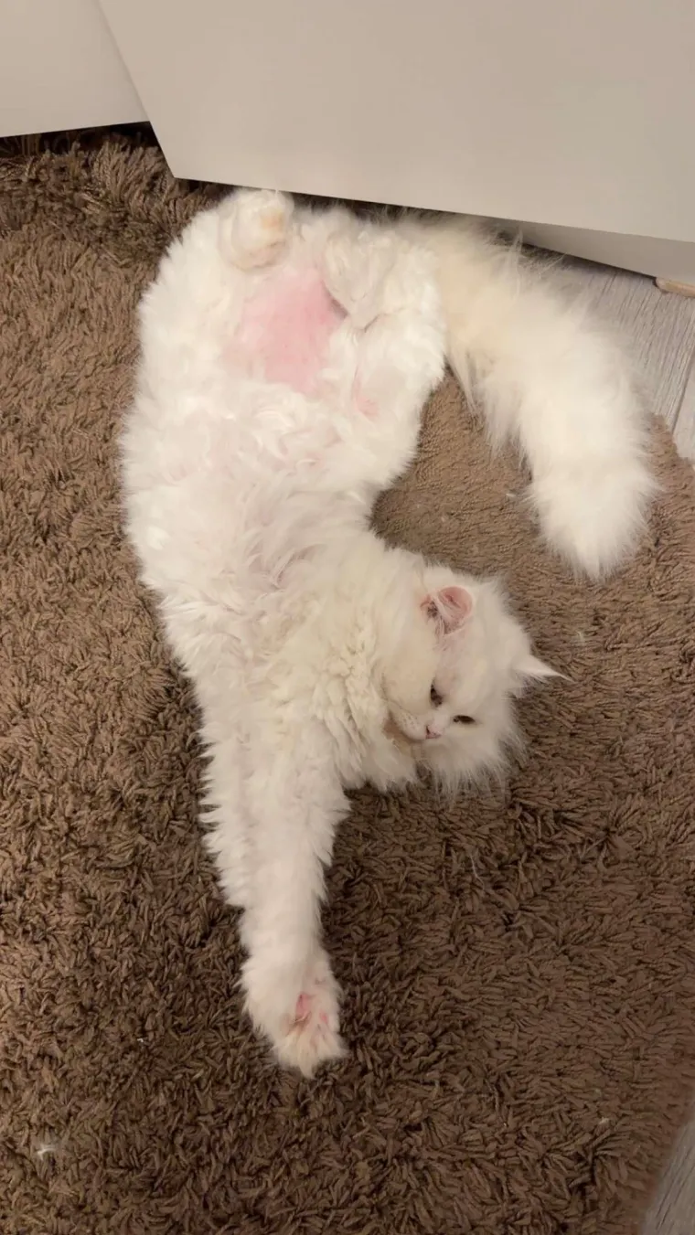 Aristokratkinja mačjeg svijeta: Ovo su va&scaron;e prekrasne perzijske mačke