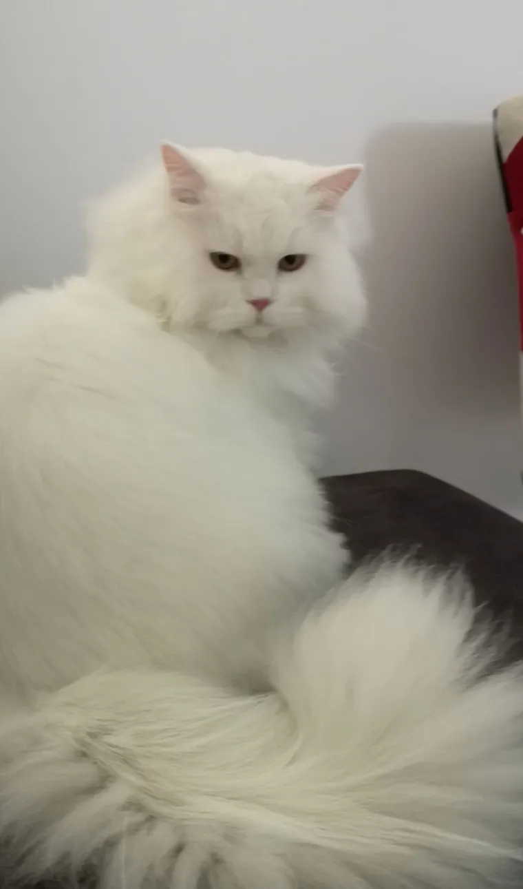 Aristokratkinja mačjeg svijeta: Ovo su va&scaron;e prekrasne perzijske mačke