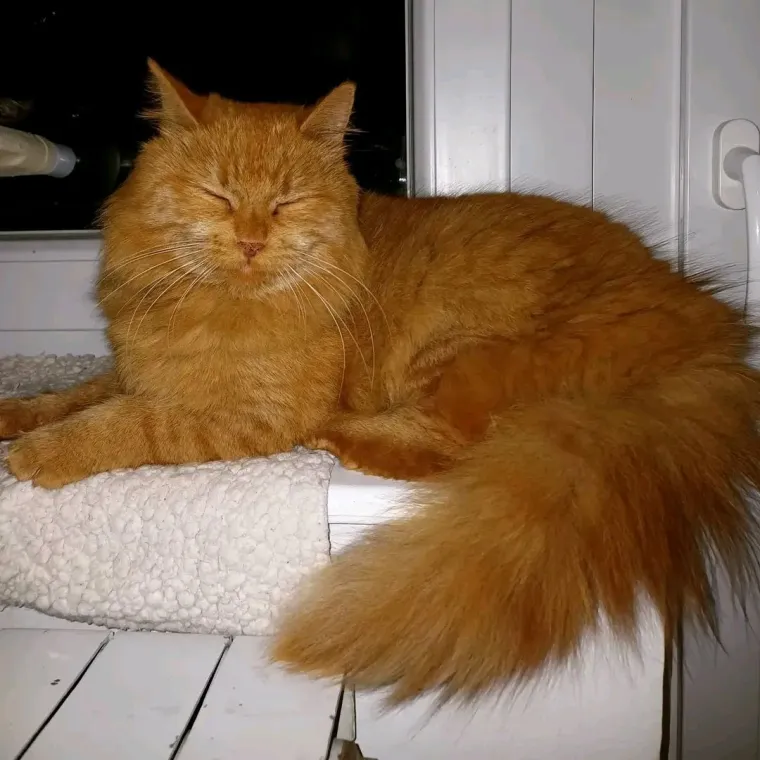 Aristokratkinja mačjeg svijeta: Ovo su va&scaron;e prekrasne perzijske mačke