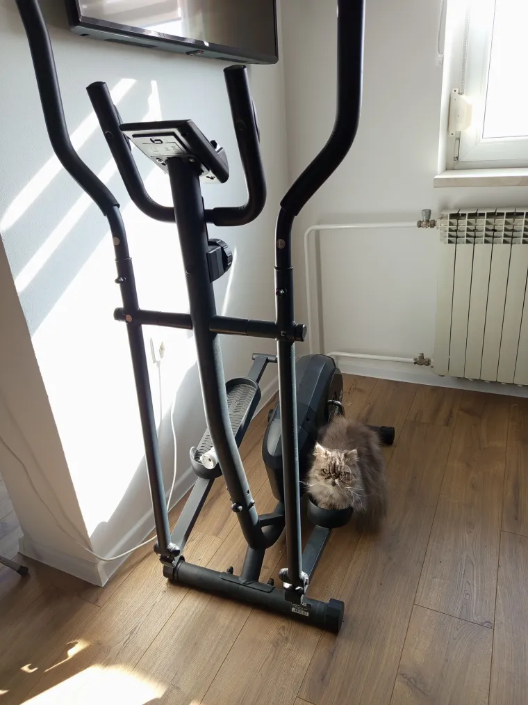 Aristokratkinja mačjeg svijeta: Ovo su va&scaron;e prekrasne perzijske mačke