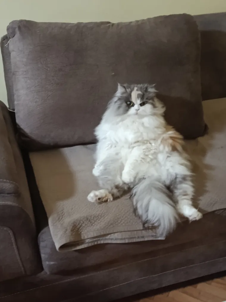 Aristokratkinja mačjeg svijeta: Ovo su va&scaron;e prekrasne perzijske mačke