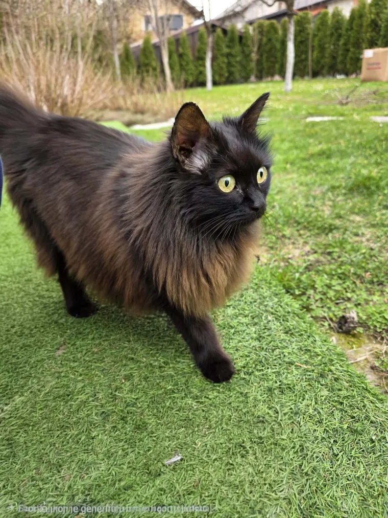 Aristokratkinja mačjeg svijeta: Ovo su va&scaron;e prekrasne perzijske mačke