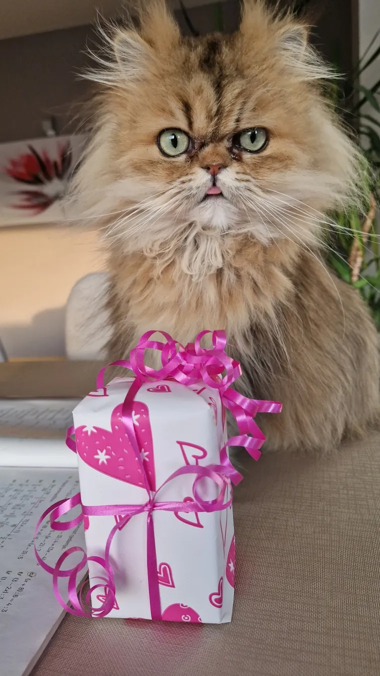 Aristokratkinja mačjeg svijeta: Ovo su va&scaron;e prekrasne perzijske mačke