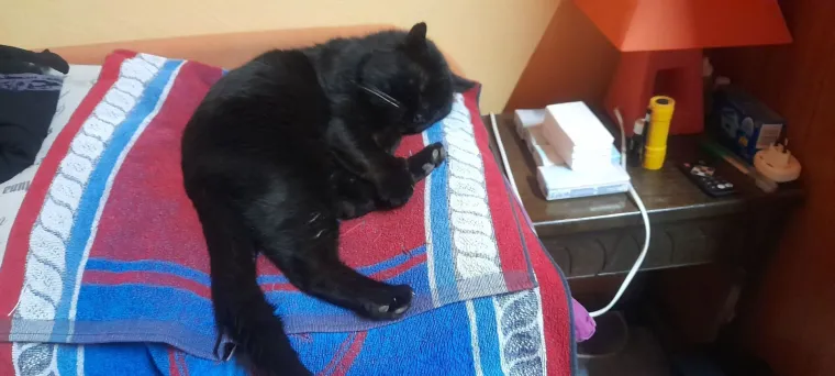 Aristokratkinja mačjeg svijeta: Ovo su va&scaron;e prekrasne perzijske mačke