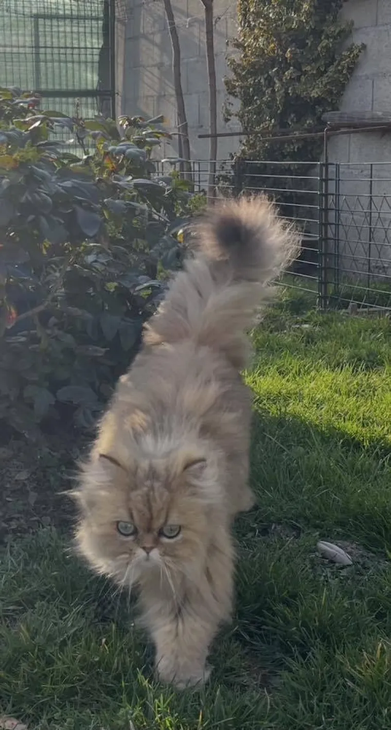 Aristokratkinja mačjeg svijeta: Ovo su va&scaron;e prekrasne perzijske mačke