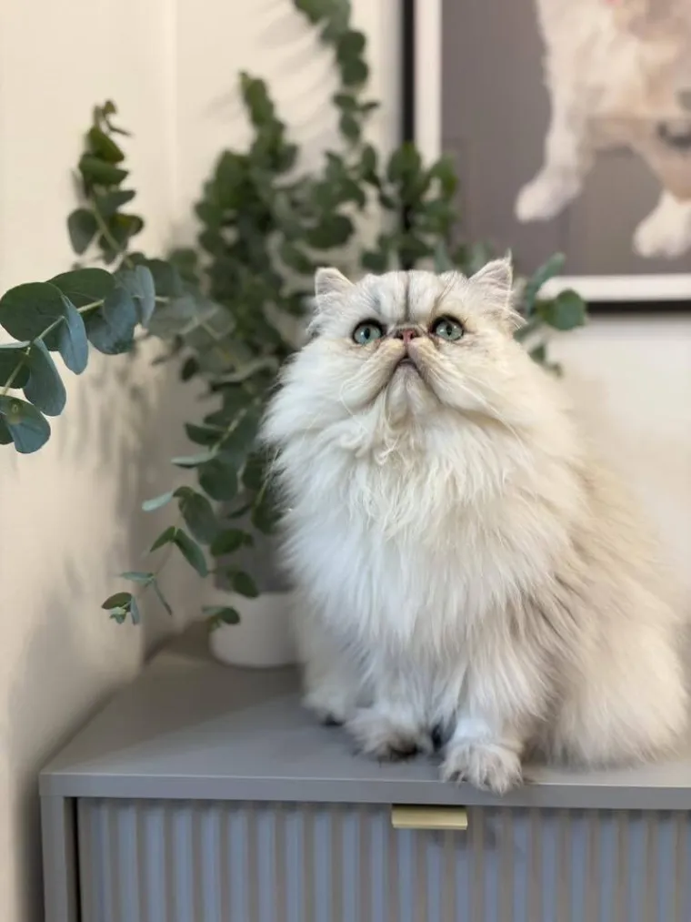 Aristokratkinja mačjeg svijeta: Ovo su va&scaron;e prekrasne perzijske mačke