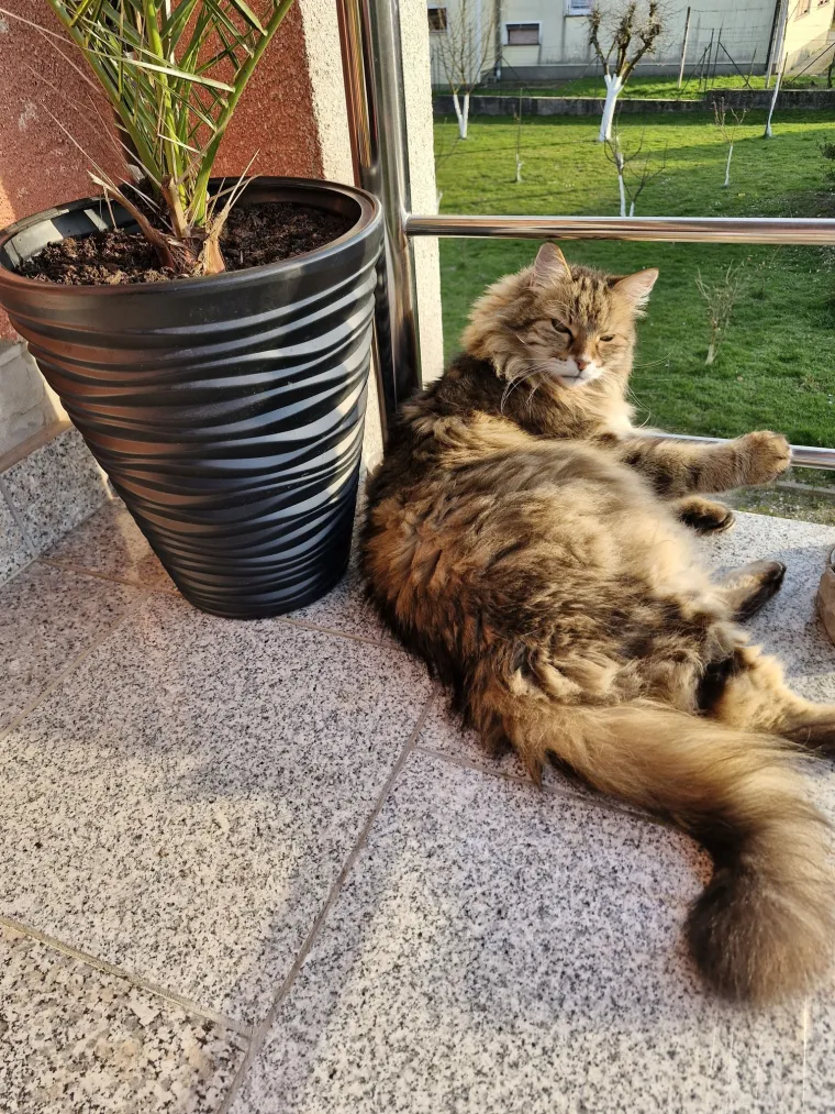 Aristokratkinja mačjeg svijeta: Ovo su va&scaron;e prekrasne perzijske mačke