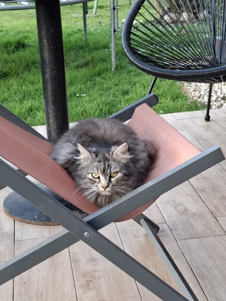 Aristokratkinja mačjeg svijeta: Ovo su va&scaron;e prekrasne perzijske mačke