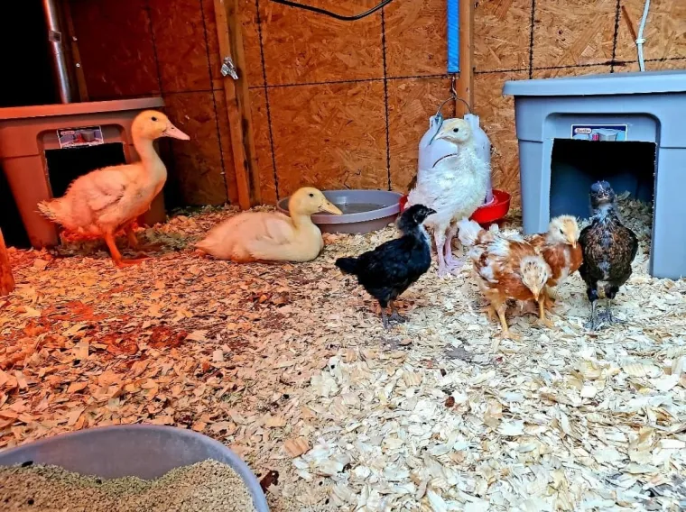 Otkrila je tri korisna savjeta u slučaju rata: Ne ignorirajte ih, mogli bi vam spasiti život!