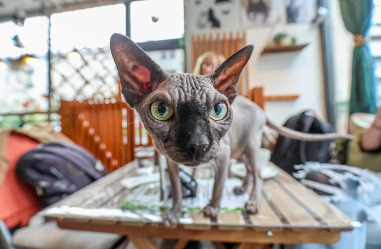 U Zagrebu otvoren kafić u kojem su mace prave zvijezde, ali nisu i jedino slatko 'krzneno osoblje'