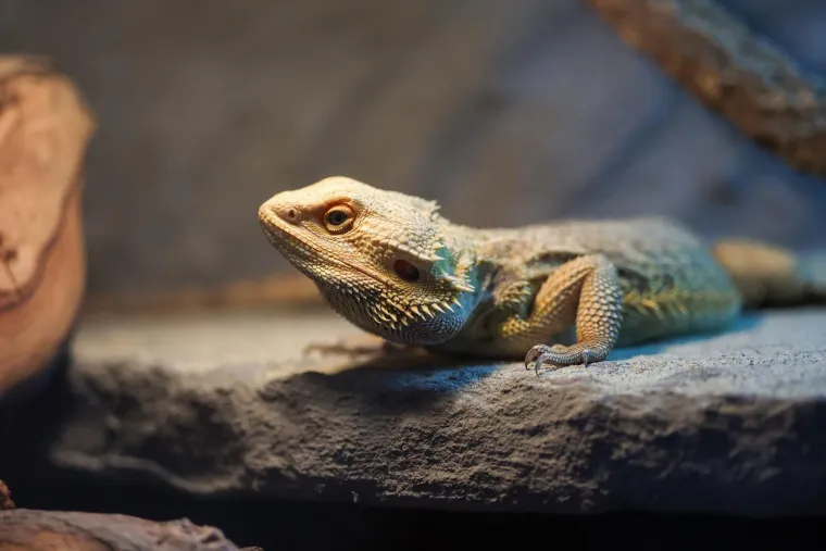 U Zagrebu otvoren kafić u kojem su mace prave zvijezde, ali nisu i jedino slatko 'krzneno osoblje'