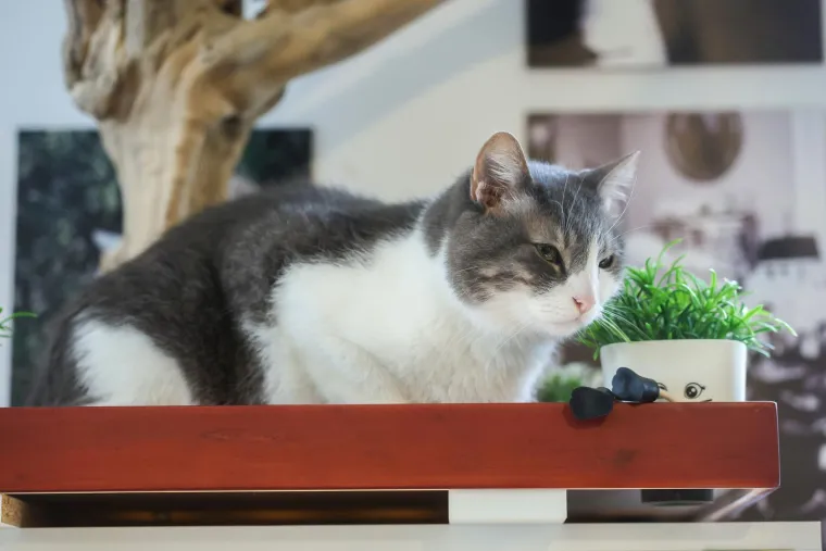 U Zagrebu otvoren kafić u kojem su mace prave zvijezde, ali nisu i jedino slatko 'krzneno osoblje'