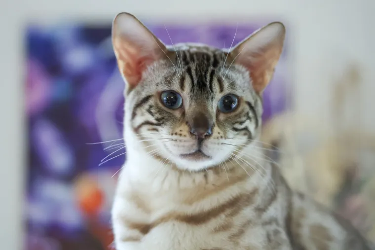 U Zagrebu otvoren kafić u kojem su mace prave zvijezde, ali nisu i jedino slatko 'krzneno osoblje'