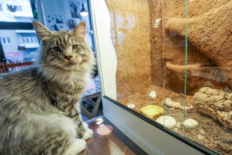 U Zagrebu otvoren kafić u kojem su mace prave zvijezde, ali nisu i jedino slatko 'krzneno osoblje'