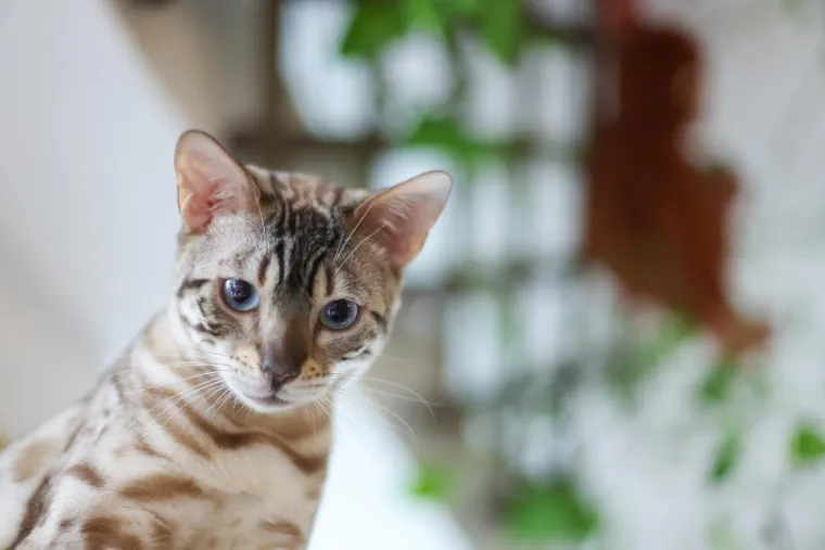 U Zagrebu otvoren kafić u kojem su mace prave zvijezde, ali nisu i jedino slatko 'krzneno osoblje'