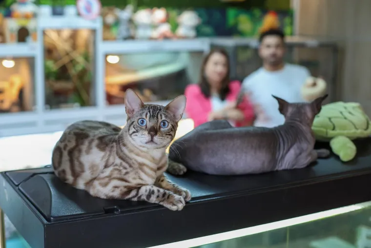 U Zagrebu otvoren kafić u kojem su mace prave zvijezde, ali nisu i jedino slatko 'krzneno osoblje'