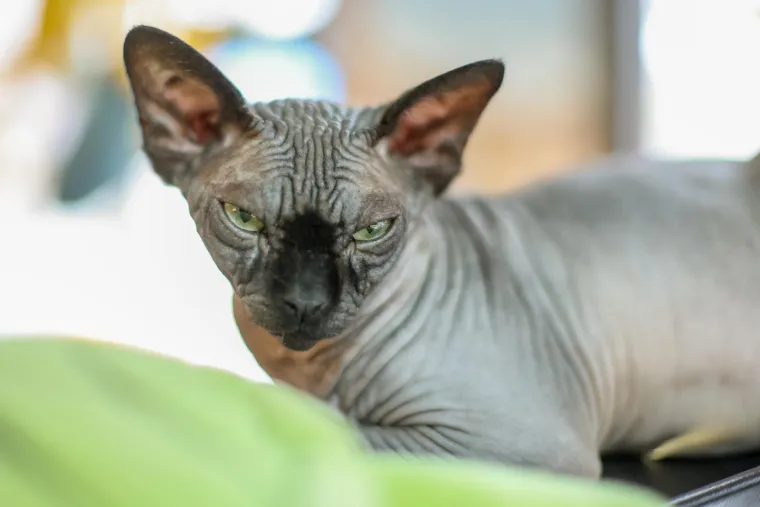 U Zagrebu otvoren kafić u kojem su mace prave zvijezde, ali nisu i jedino slatko 'krzneno osoblje'