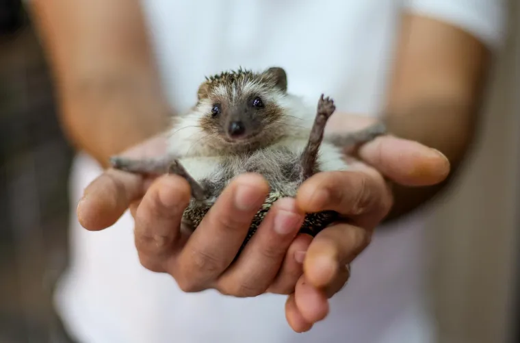U Zagrebu otvoren kafić u kojem su mace prave zvijezde, ali nisu i jedino slatko 'krzneno osoblje'
