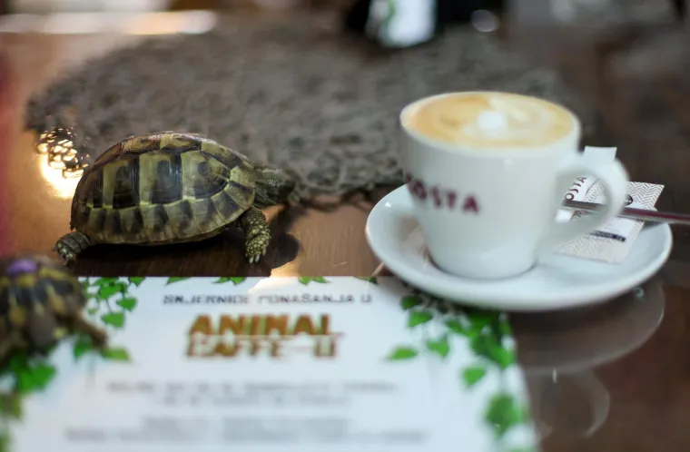 U Zagrebu otvoren kafić u kojem su mace prave zvijezde, ali nisu i jedino slatko 'krzneno osoblje'