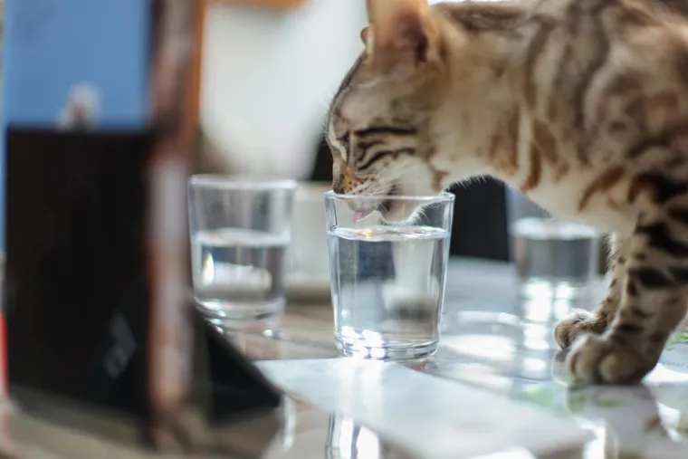 U Zagrebu otvoren kafić u kojem su mace prave zvijezde, ali nisu i jedino slatko 'krzneno osoblje'