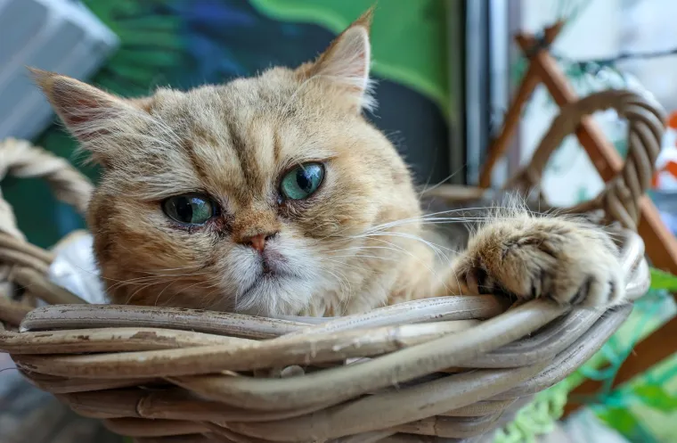 U Zagrebu otvoren kafić u kojem su mace prave zvijezde, ali nisu i jedino slatko 'krzneno osoblje'