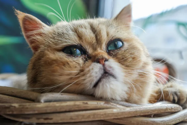 U Zagrebu otvoren kafić u kojem su mace prave zvijezde, ali nisu i jedino slatko 'krzneno osoblje'