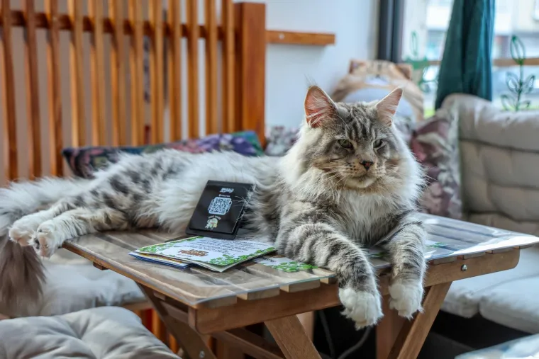 U Zagrebu otvoren kafić u kojem su mace prave zvijezde, ali nisu i jedino slatko 'krzneno osoblje'