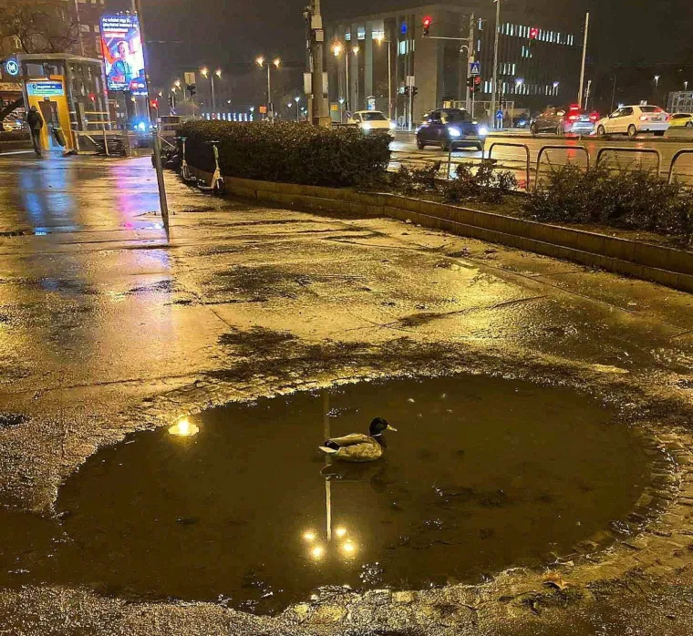 Eto urnebesnih znakova da se na Balkan vratilo proljeće, mnogi će vam prizori biti dobro poznati