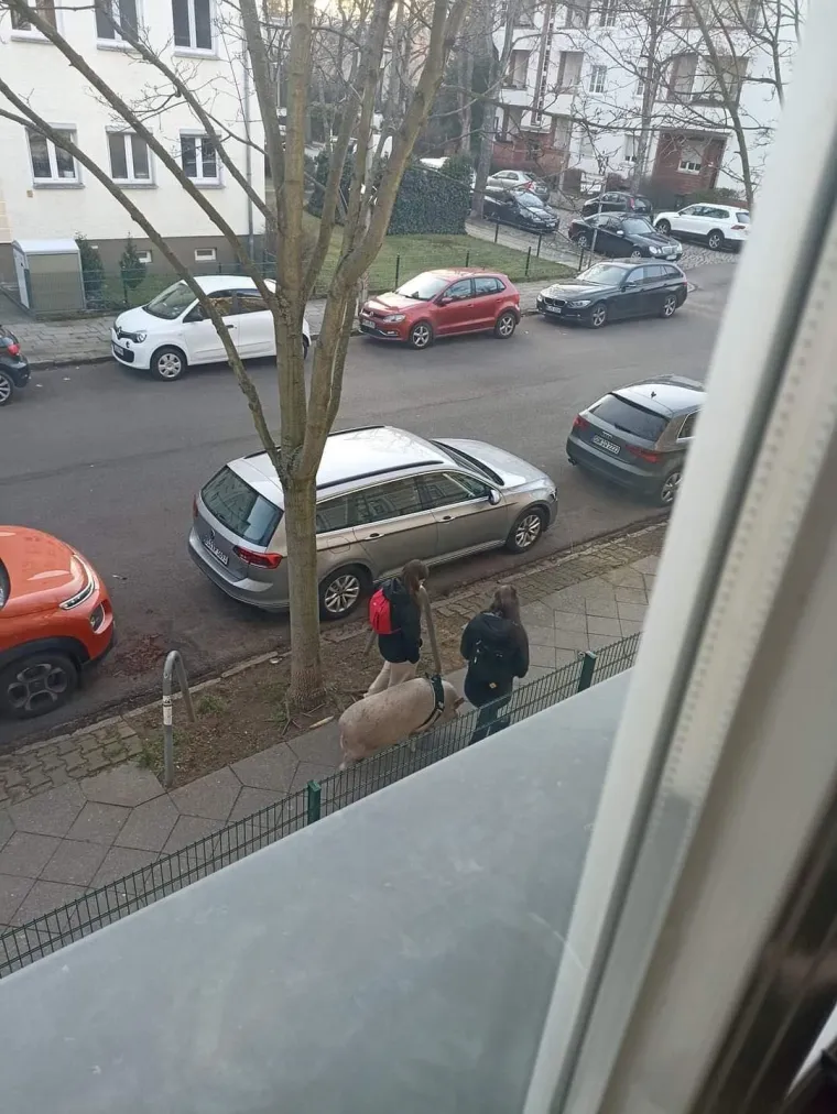 Eto urnebesnih znakova da se na Balkan vratilo proljeće, mnogi će vam prizori biti dobro poznati