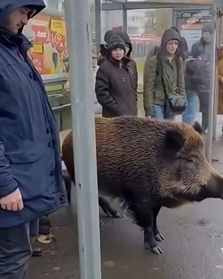 Eto urnebesnih znakova da se na Balkan vratilo proljeće, mnogi će vam prizori biti dobro poznati