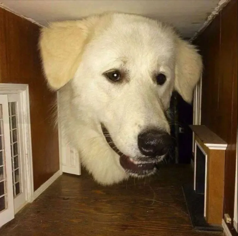 Ovako izgleda kada fotografiju snimite u pravom trenutku: Rezultati su čisti urnebes